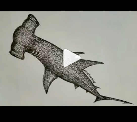 Artistic Commentary: Time Lapse Drawing and Statement from Naturalist Guide and Artist @picasodive