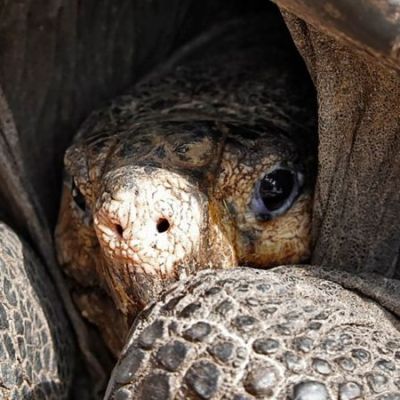 The surprising find in Galapagos of a turtle that was believed to be extinct for more than 100 years