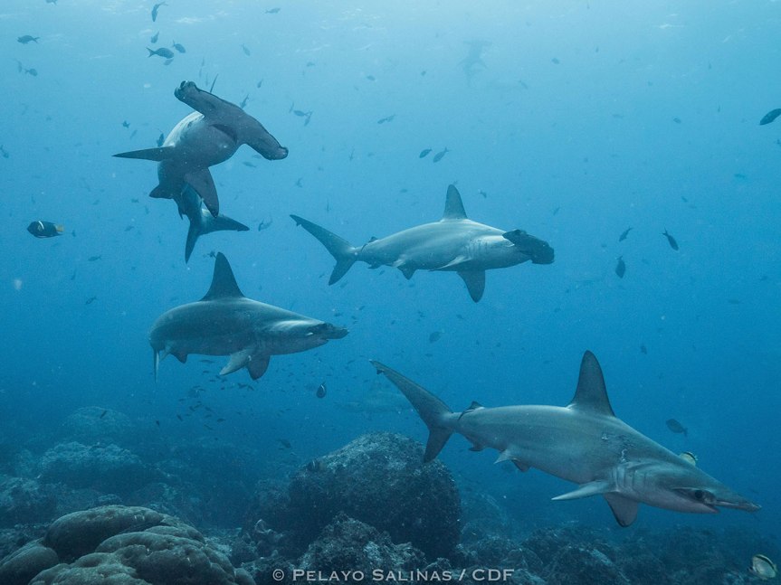 From the Galapagos to Panama (and back): Satellite tracking reveals round trip migration by pregnant scalloped hammerhead shark to coastal birthing grounds