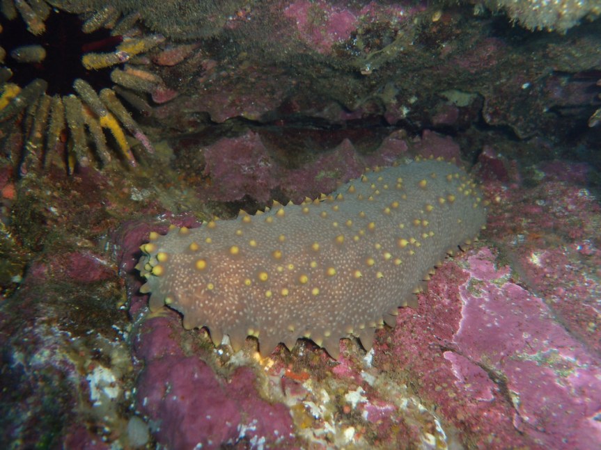 Sea cucumber fishing in the Galapagos Marine Reserve: past, present and future?