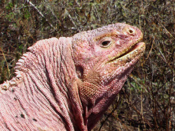 Galapagos Pink Land Iguanas on Verge of Extinction, Experts Say￼